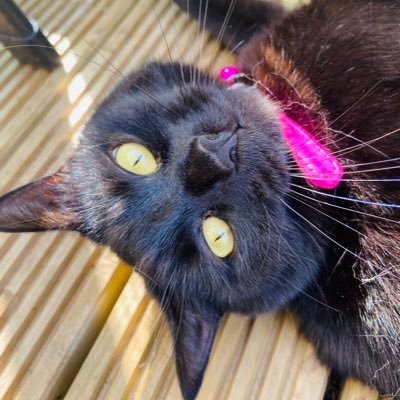 tugglesplat's profile picture. #bhafc #gosbts #housey