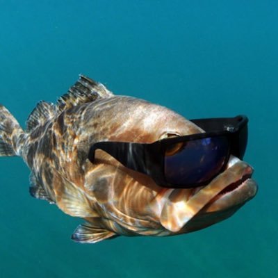SandWhitin's profile picture. Be a tiny fish, until the ocean dry