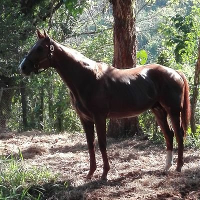 #Pedigree y Carreras de Caballos Purasangres