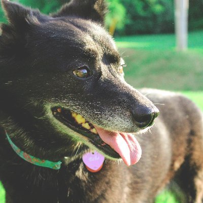 VaelkyrieFox's profile picture. 🦊Quirky, awkward, neurodivergent artisan & dog nerd. Chronically ill, but I never let that stop me. 🏳️‍🌈 🦓 EDS warrior✨PCS & Migraines won’t stop me💪🏻🧠