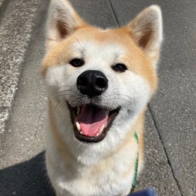 秋田犬 ぶん太 Bunbun08 Twitter