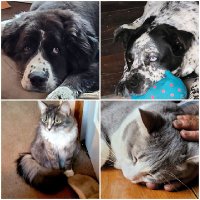 The Fabulous 4 (@sparrowsretreat) 's Twitter Profile