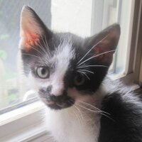 Susan (@thesuztweets) 's Twitter Profile