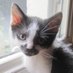 Susan (@thesuztweets) Twitter profile photo