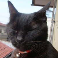 mokopon🇯🇵🎌🇯🇵 (@mokopon2) 's Twitter Profile Photo