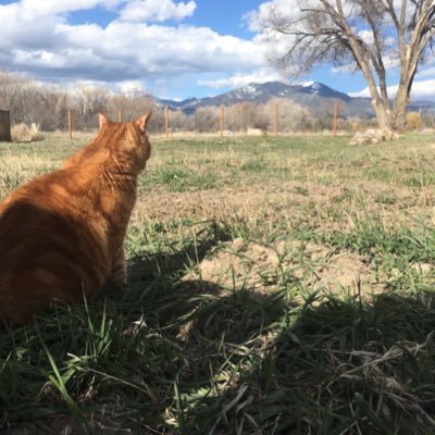 DGnola's profile picture. 