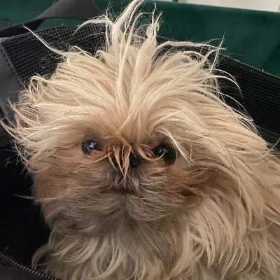 xochitlriose's profile picture. sour patch bitch she/her