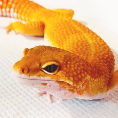 consommechan's profile picture. レオパのコンソメと申します。よろしくお願いします。