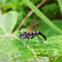 gonta (@ninthredo) 's Twitter Profile Photo