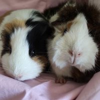 helen lucas (@passengeruk) 's Twitter Profile