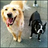 RescuePetAdopt's profile image