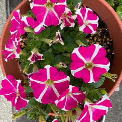 2021.05.23 〜 無言フォロー失礼致します。森羅万象、植物、動物、空、風が好き。 脳内に中2男子と5才女児を飼っています。 日々ポジティブになれることを探しています、時々ぼやきあり。北関東でヒーリング整体セラピストの仕事をしています。 太極拳とひとりカラオケと園芸が趣味です。コメンテーター、ジャーナリスト。