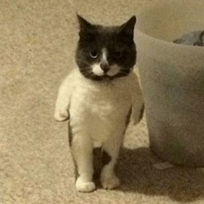 KoaumeJoshua's profile picture. 