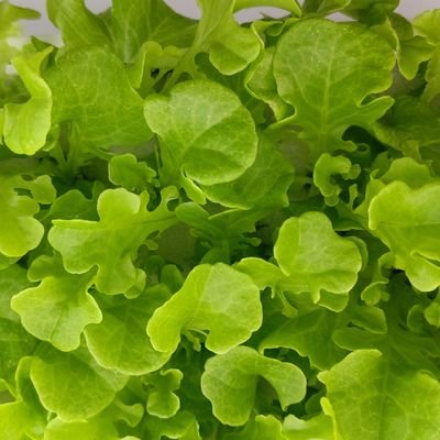 primaryroot0513's profile picture. こんにちは！
2018年から植物工場工場事業はじめました！
現在（2022年）は熊本県の廃校にて植物工場を運営中！
栽培時農薬不使用の野菜を販売してまいります！

また、個人事業からも（もちろん法人様も）始められる植物工場導入支援も行っております。
ご興味お有りの方は是非DMまで！！