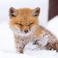 Nathan Fox (@nathanfox124) 's Twitter Profile