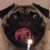 Peace Pug (@peacepugg) Twitter profile photo Peace Pug (@peacepugg) Twitter profile photo