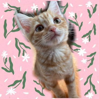 sasamihoo's profile picture. Kotlin/Goたのしい🐈/ﾈｺﾁｬﾝ→https://t.co/Yek5pRIcMh