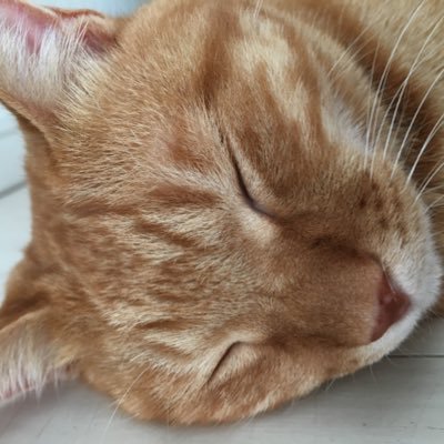 1neko.さんのプロフィール画像
