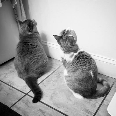 lily_and_lale's profile picture. 🐾 5/9/2014 🌾Lily - Scottish Straight/British Shorthair - born in Izmir
🐾 3/20/2015 🌷 Lale - Tabby - born in Istanbul