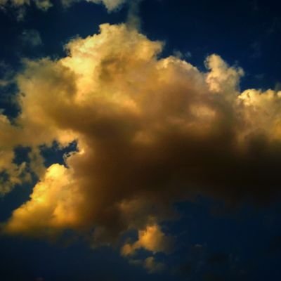 drippie_trippie's profile picture. 