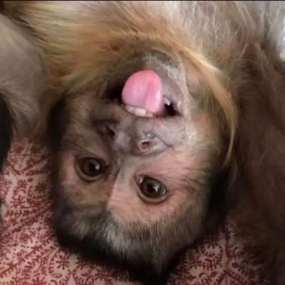 video de macaco