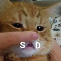 sad cat, cat club (@ktnttnr) 's Twitter Profile Photo
