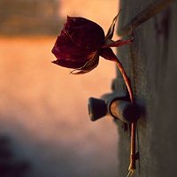 Laila Mosbah (@albaghdadylaila) Twitter profile photo