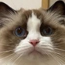 Official account from our cat family :)
We are 4 ragdoll cats  taking care for 2 humans
https://t.co/BWdleqYj71…
