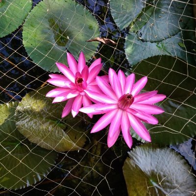 Reeman66616323's profile picture. Love cycling & travelling ... Starving foodie, Relish cocktails and beer .... Adventurists can follow