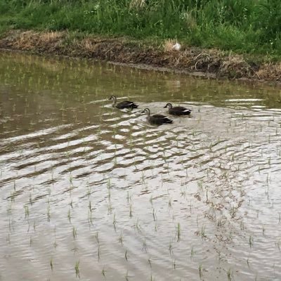 JnwBbPYqlZ5GQJa's profile picture. ねむい