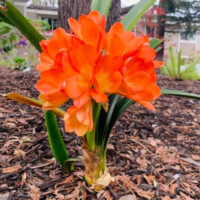 PatternsMyriad's profile picture. Writer | Linguistics | Sanskrit Intuition |  Deep Learning