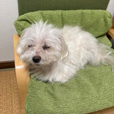 _511kuku's profile picture. _ https://t.co/eYWGPpjfkJ 小4の夏休みから10年以上不登校。不登校になってからはゲームやアニメ、ラノベを読むなどTHEオタクの生活をしています。普段はラノベ関連の事や自分が感じてきた世界を発信、共有します。 | 私はAmazon アソシエイト・プログラムの参加者です。