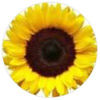 3HillsCommunityGarden (@3hillscommunit1) 's Twitter Profile