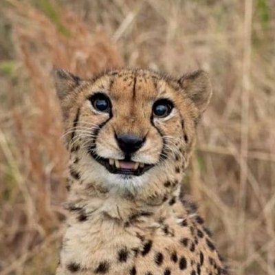 ICTesting1's profile picture. 