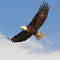 Cemal Tarık (@cemalyark1) 's Twitter Profile Photo