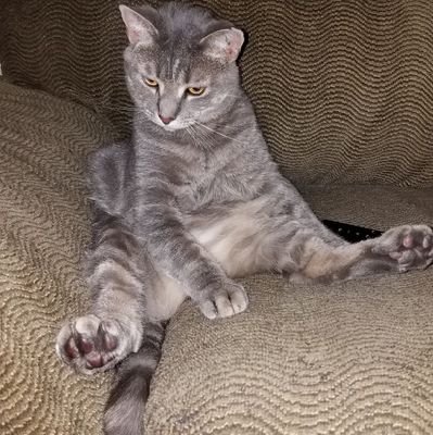 RiianFu's profile picture. Playstation, Arcade1up, Marvel Legends, Neca, Thundercats, Comics and My cats