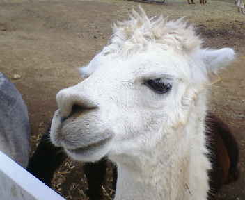 yslrdjo's profile picture. 