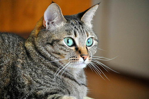 T_Nara_chan's profile picture. 本州最西端、下関市在住。保護猫2匹/野鳥観察