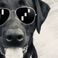 Grypto (@gryptothedog) 's Twitter Profile