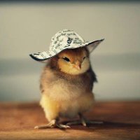 baby ayam🐣 (@rizkayuul) 's Twitter Profile Photo baby ayam🐣 (@rizkayuul) 's Twitter Profile Photo