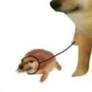 电音蛤蟆 (@koubayouniao) 's Twitter Profile Photo