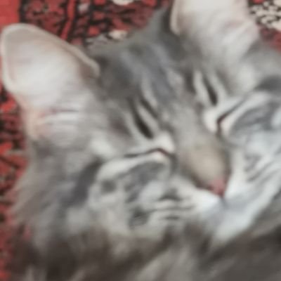 BreakfastCat's profile picture. no thank you