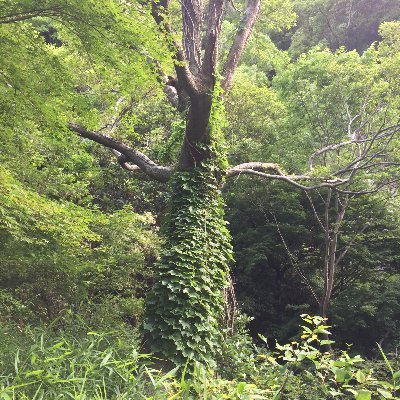 toshizola's profile picture. 神戸在住。 サッカーと映画が大好き。 ダイエットせねばならない（163cm70kg）。ベンチプレス100kgを目指してます。現在、80kgでセッティング。 今年は強く楽しく生活することを誓います。