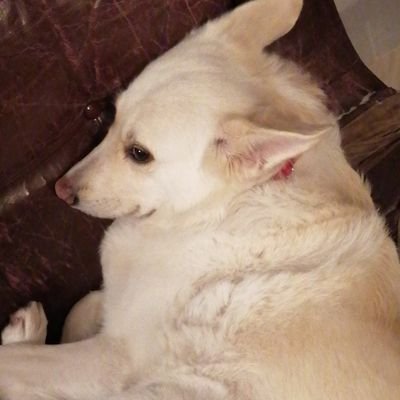 有償依頼【雪柳】受付中さんのプロフィール画像