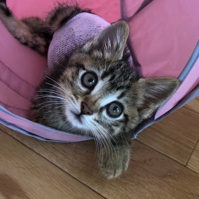 daikichi02060's profile picture. 保護猫だいきちの成長日記 だいきち含めて保護猫４人います。 #保護猫 #圧迫排尿 #麻痺
