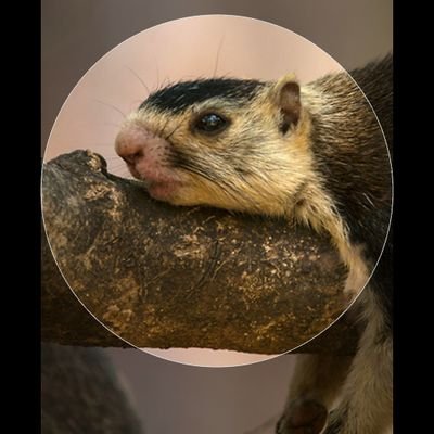 HVAy7cXzwYlxuXR's profile picture. மர அணில் - பேச்சே டீவிட்தான். கீச் கீச். 
பிறப்பு: தமிழ்நாடு - இந்திய ஒன்றியம்