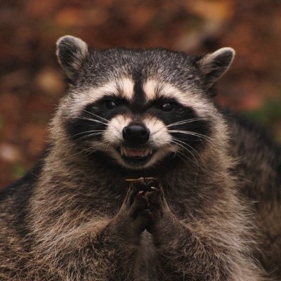 rocketa_raccoon Profile Picture