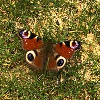 Barrywhizz's profile picture. Foody, Sporty, Nerdy!