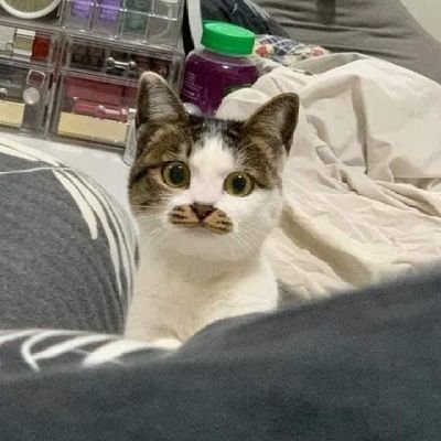 alfatrusted's profile picture. BUSINESS ACCOUNT - welcome to Alfa Store! as a premium apps specialist. Happy shopping! 🖤

langsung WA aja, pleaseee! req dm ngga ada notif. 😔