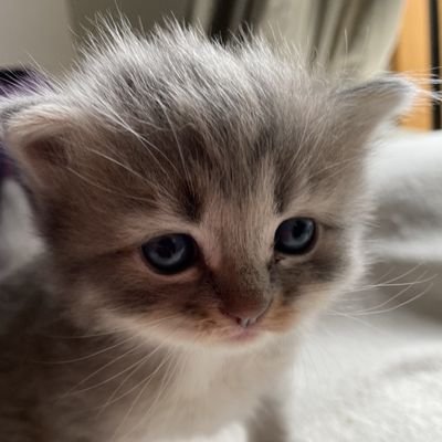 GV_NOT's profile picture. フォートナイトSwitch勢です。アリーナチャンピオンリーグ行ってます！                  フォローしてくれたらフォロバします！      シーズン5からやってます！